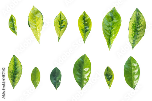 Collection Green leave isolated on white background