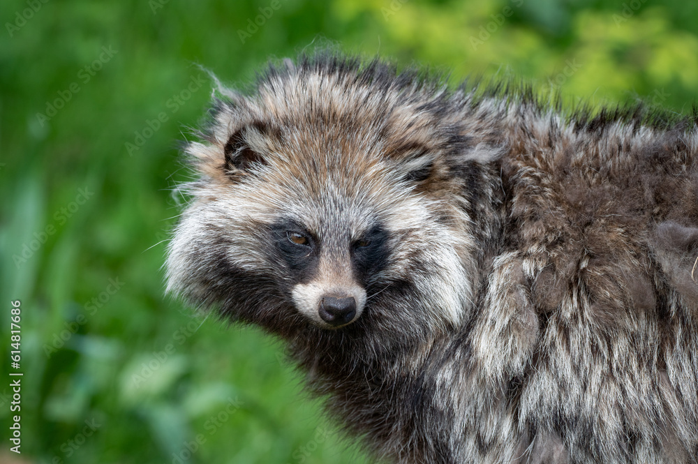Fototapeta premium Close-up Tanuki Japanese Raccoon Dog