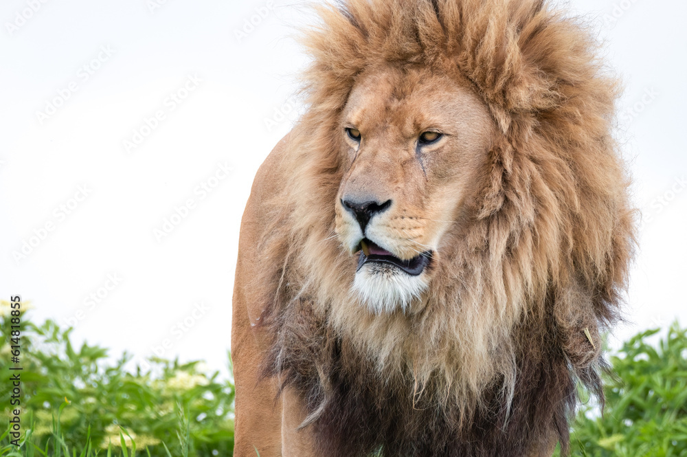 Male Lion Standing on Grass