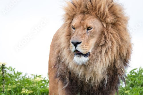 Fototapeta Naklejka Na Ścianę i Meble -  Male Lion Standing on Grass