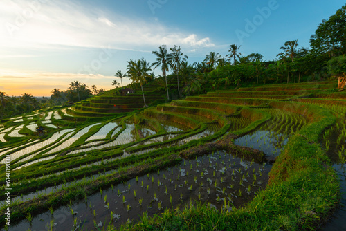 Fototapeta Naklejka Na Ścianę i Meble -  Rice terraces in mountains at sunrise, Bali Indonesia