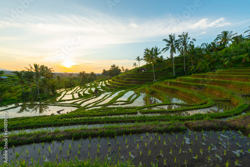 Fototapeta Naklejka Na Ścianę i Meble -  Rice terraces in mountains at sunrise, Bali Indonesia