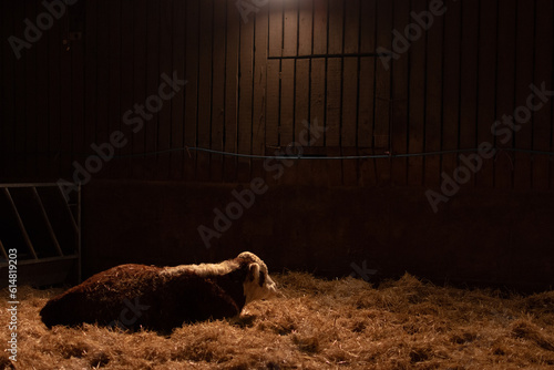 Cow lying in barn soft light