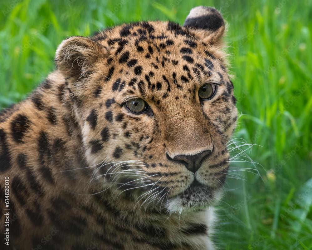 Close-Up Critically Endangered Amur Leopard