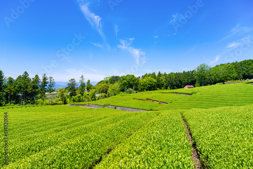 静岡県富士市 大淵笹場の茶畑