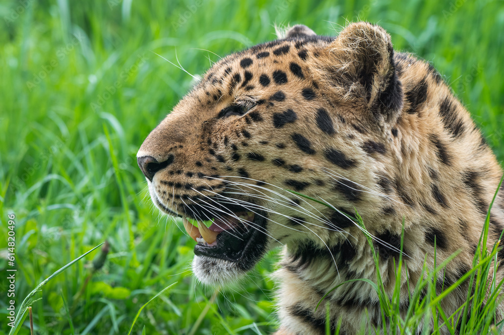 Naklejka premium Close-Up Critically Endangered Amur Leopard
