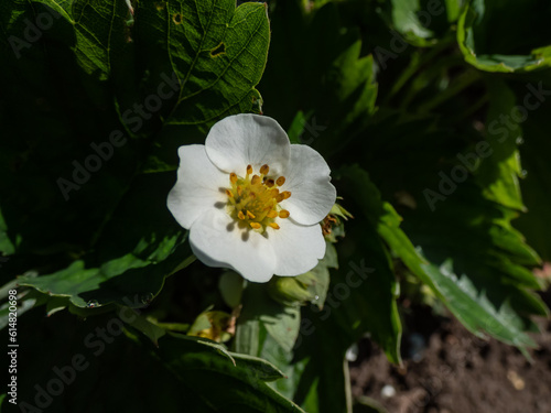 Single strawberry flower with detailed stamens arranged in a circle and surrounded by white petals on a green strawbery plant in garden