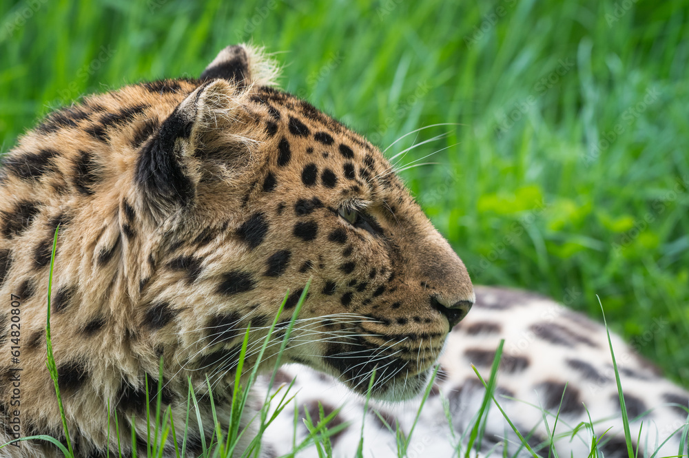 Fototapeta premium Close-Up Critically Endangered Amur Leopard