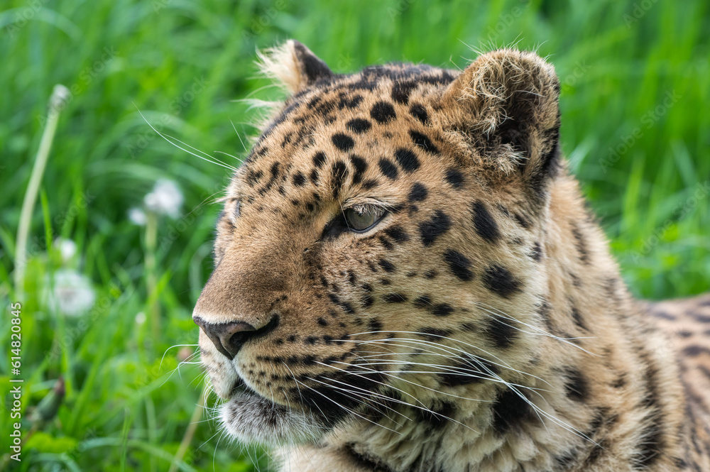 Close-Up Critically Endangered Amur Leopard Close-Up Critically Endangered Amur Leopard