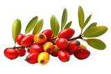 Barberry Fruit , isolated on transparent background, PNG