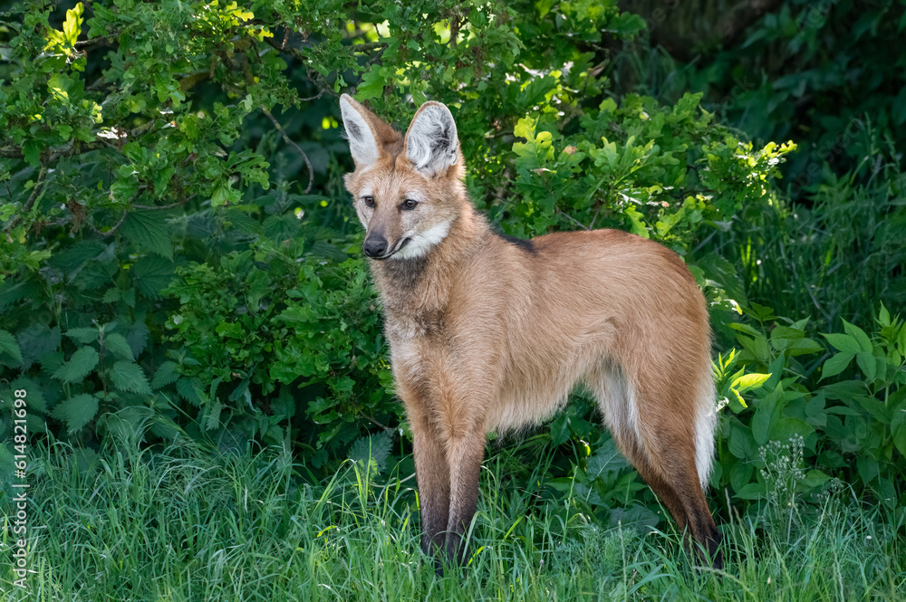 Obraz premium Maned Wolf Standing on Grass