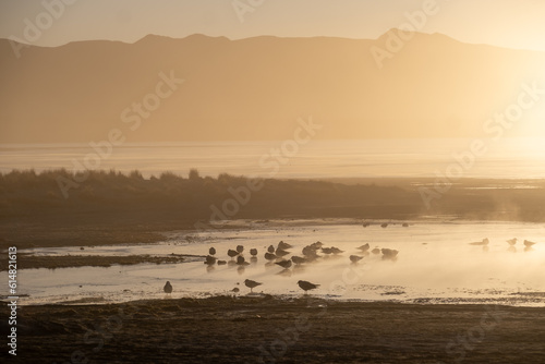 Silhouette of birds in a natural hot spring at sunrise