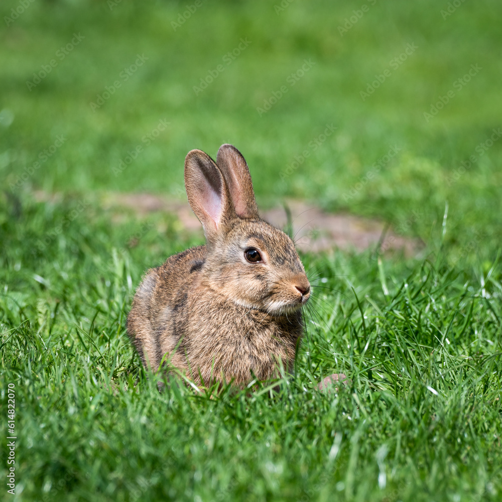 Fototapeta premium Wild Rabbit Sitting on Grass