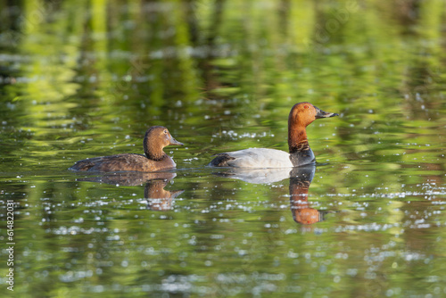 Pair of common pochards - Aythya ferina swimming in water. Green water background. Photo from Milicz Ponds in Poland.