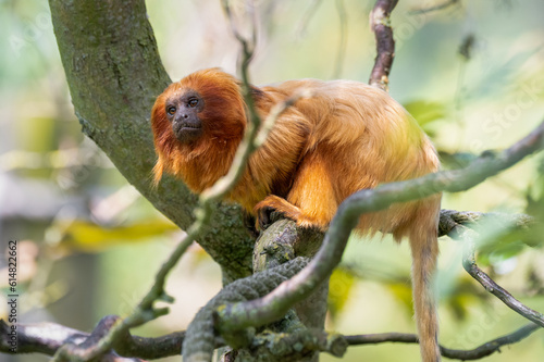 Golden Lion Marmoset