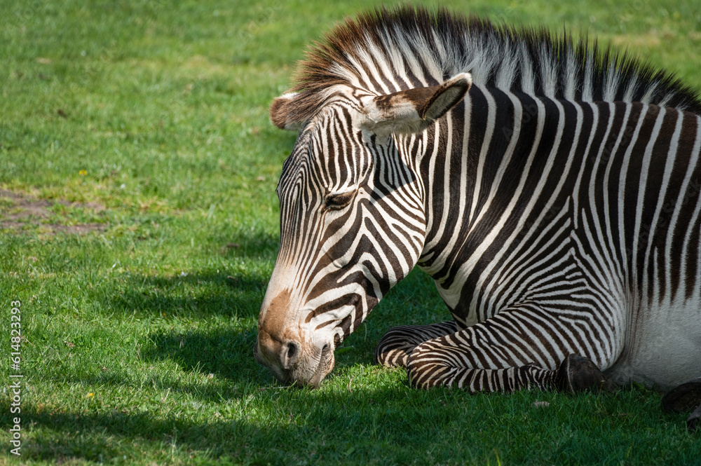 Grevy's Zebra Resting on Grass Grevy's Zebra Resting on Grass