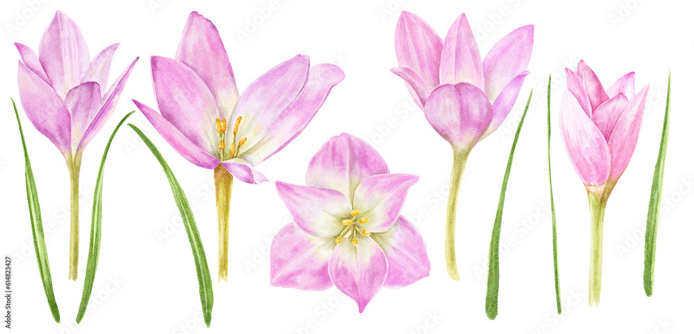 Pink flower set botanical illustration.