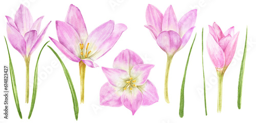 Pink flower set botanical illustration.