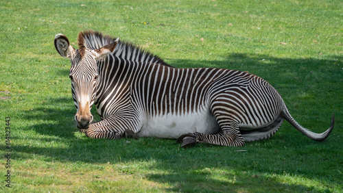 Grevy s Zebra Resting on Grass