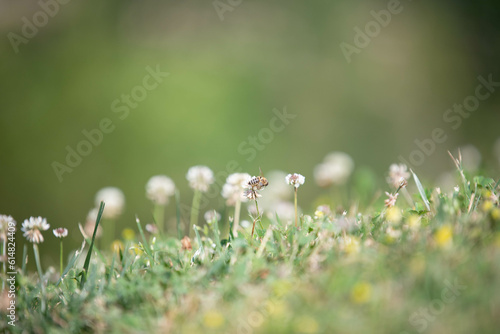 Small Bee Pollinating Garden © Celina