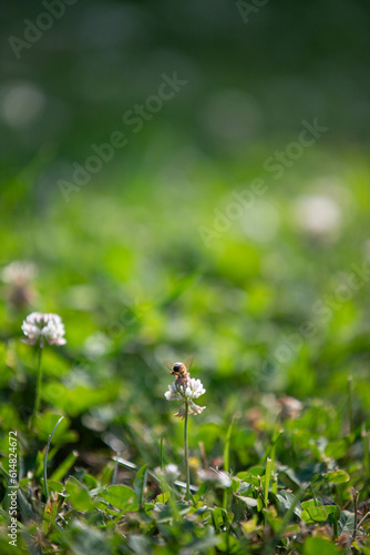 Small Worker Bee Gathering Nectar © Celina