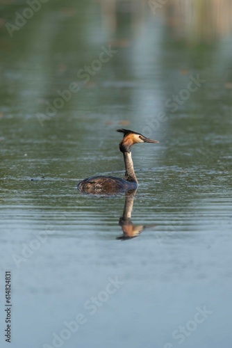 Great crested grebe - Podiceps cristatus floating on calm water. Photo from Milicz Ponds in Poland. Vertical.