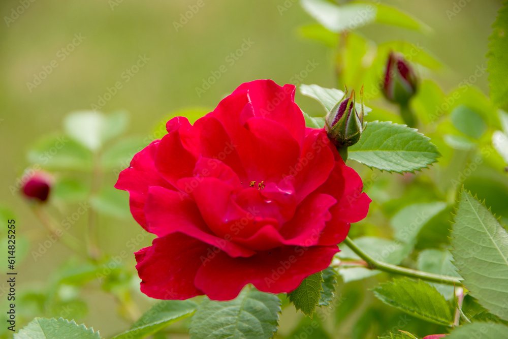 Fototapeta premium Red flower of a blooming rose bud on a blurred background of nature. Spring background. Close-up