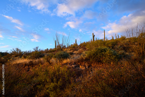 Arizona Hill with blue sky and Cactus