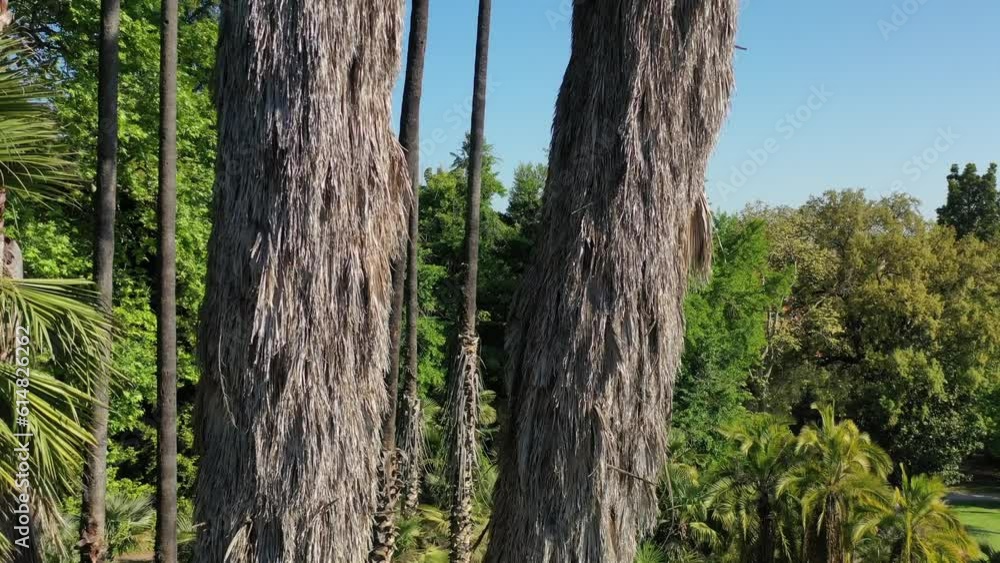 Corteccia del tronco di eucalipto moluccana.
Tronco dell'albero in primo piano. Corteccia del tronco di eucalipto moluccana.
Tronco dell'albero in primo piano.