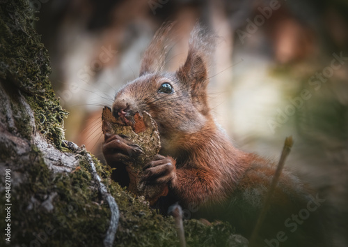 Eichhörnchen frisst ein Stück Baumrinde photo