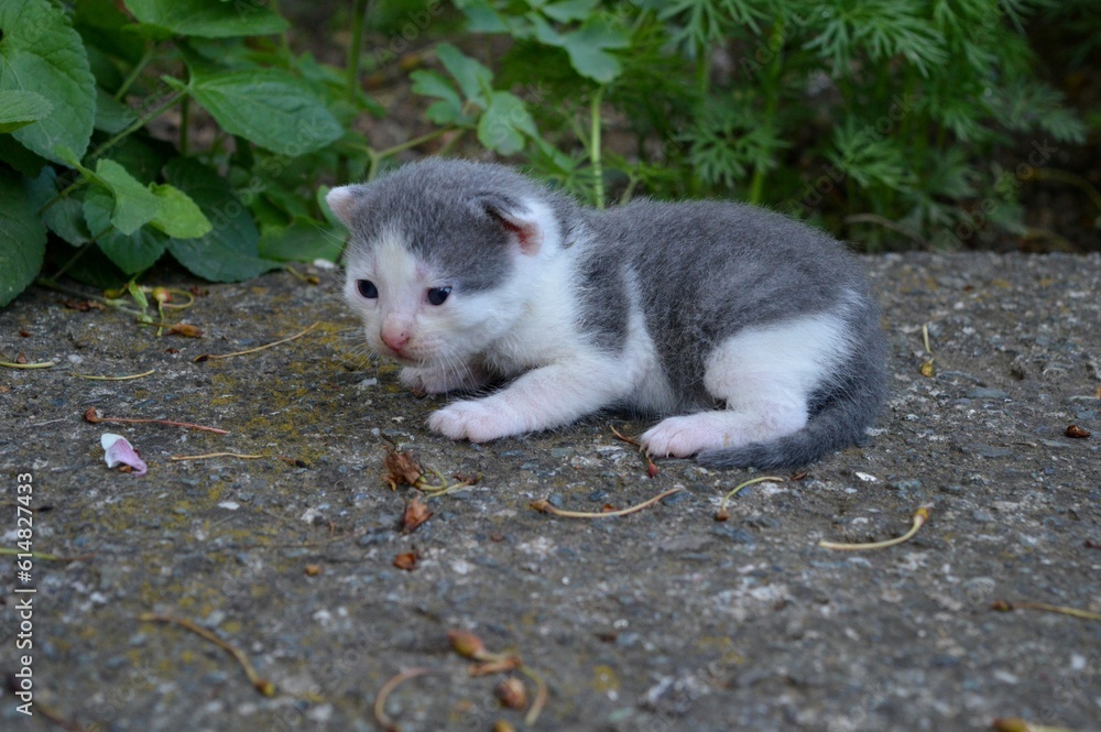 small gray and white kitten small gray and white kitten