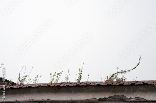 Plants growing among the tiles on the border of the roof. photo