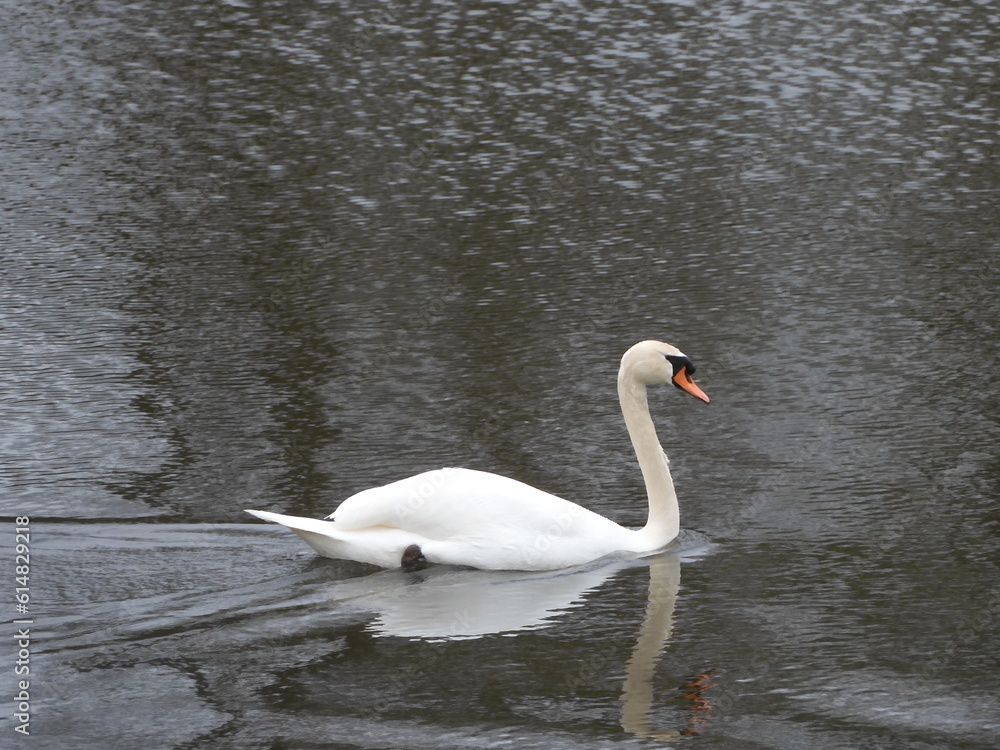 Fototapeta premium white swan on the lake