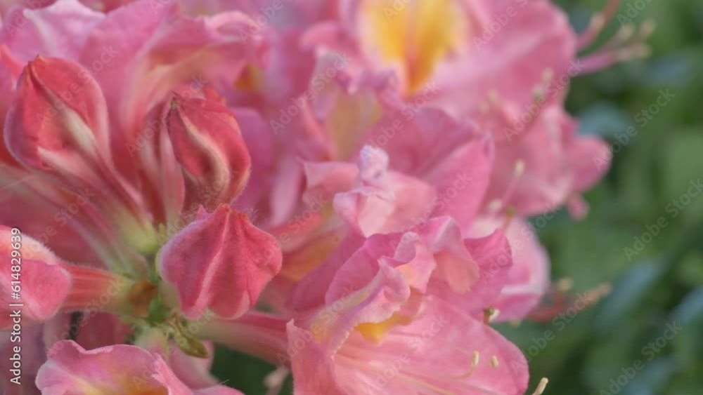 splendid pink-peach azalea blossom with leaves. extreme macro shot splendid pink-peach azalea blossom with leaves. extreme macro shot