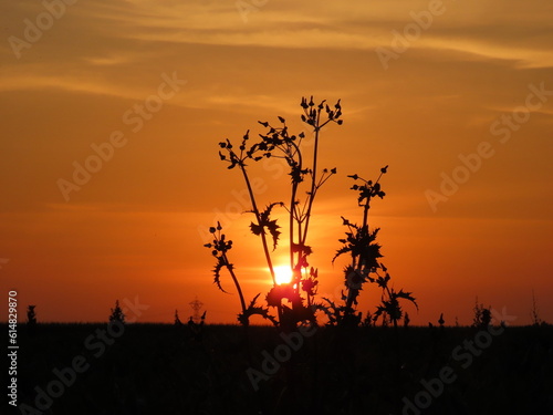 silhouette of flowers during sunset
