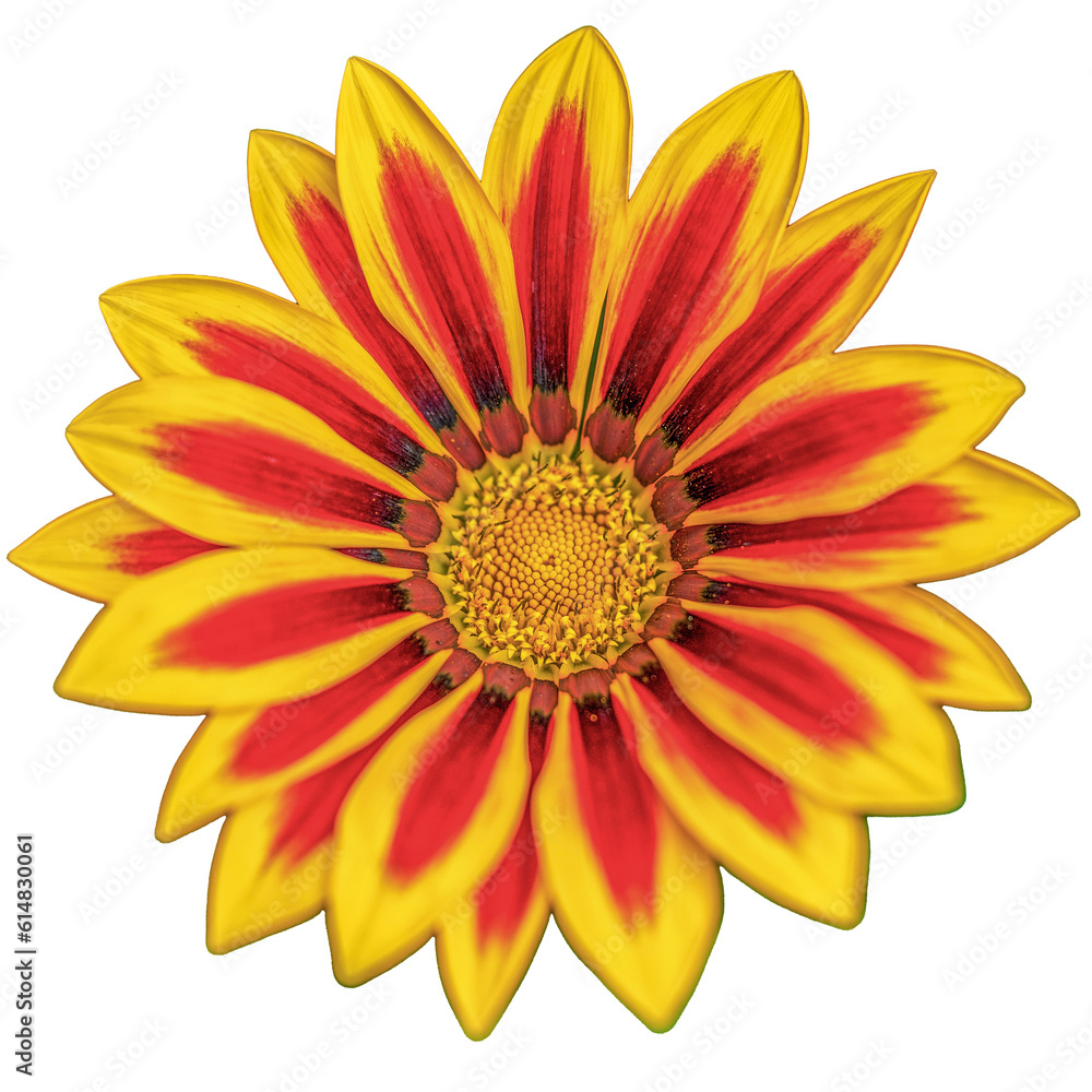 Obraz premium yellow Gazania flower isolated on white 