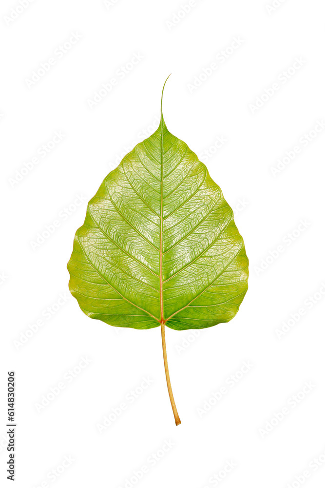 Fototapeta premium Light green Bodhi leaf isolated on white background.