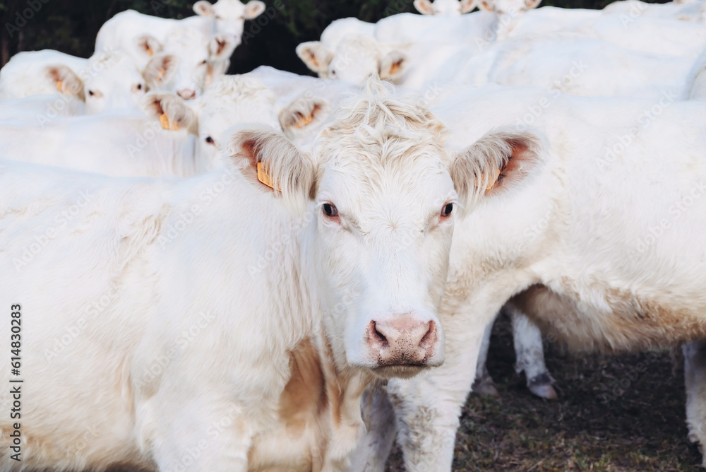 Cows pasture in mountainous area in the Alps. Livestock and domestic animals. The Charolais cow, French breed of taurine beef cattle. Cows pasture in mountainous area in the Alps. Livestock and domestic animals. The Charolais cow, French breed of taurine beef cattle.