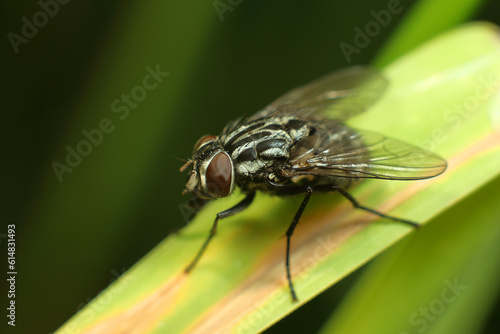 Housefly (Musca domestica) on a leaf