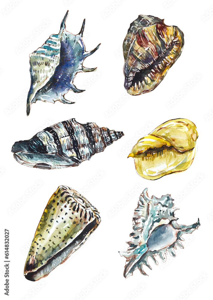 Sea Shells. Collection. Tanzania, Africa. Watercolor hand drawn illustration