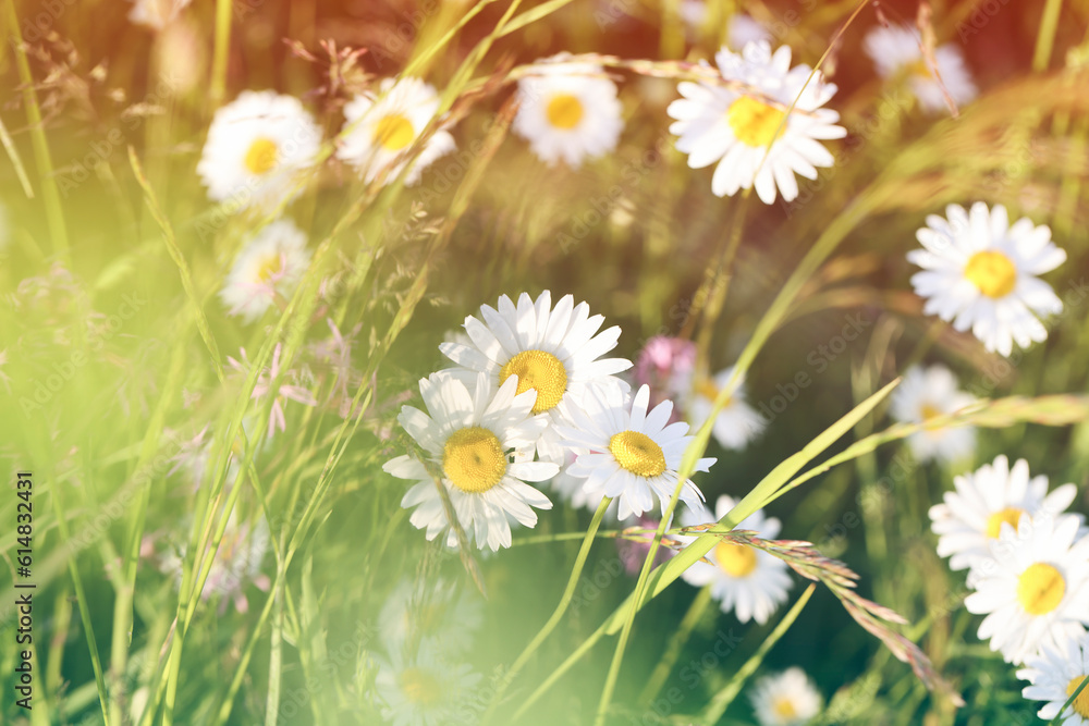 Flowers background with daisies .card for wedding, holiday, valentines, event, arrangement concept. elegance romance style. selective focus