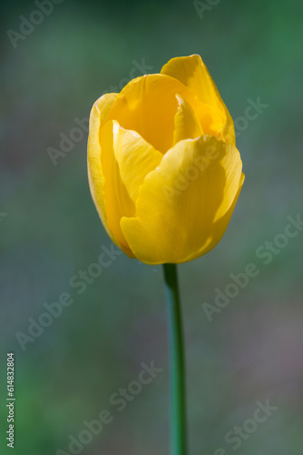 yellow tulip in the garden