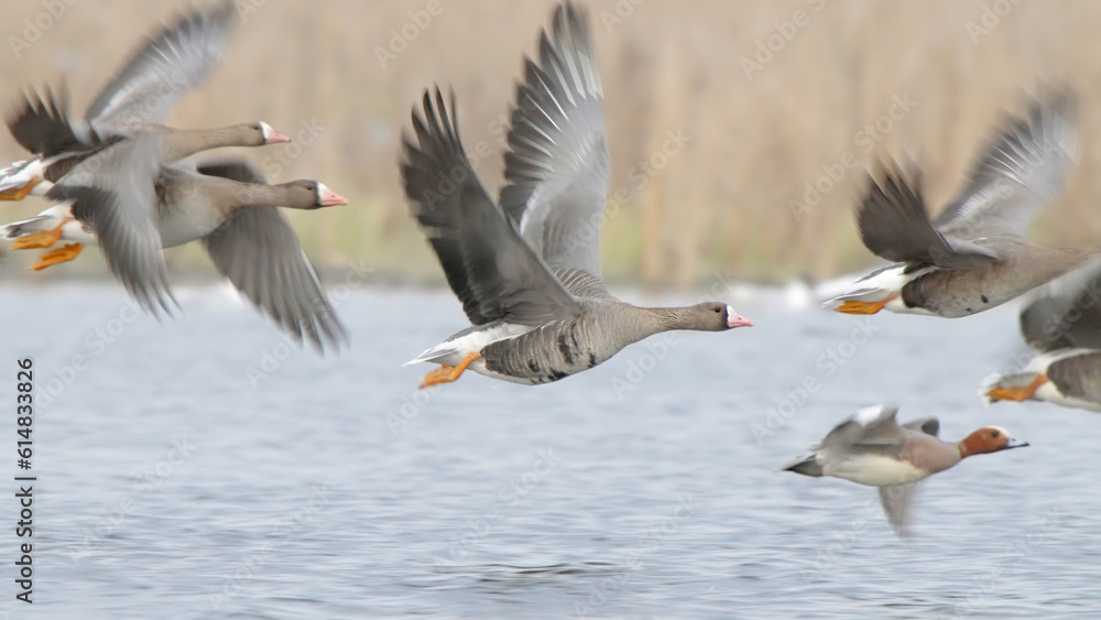 Flock of birds in flight over spring lake, greater white fronted goose, Anser albifrons Flock of birds in flight over spring lake, greater white fronted goose, Anser albifrons