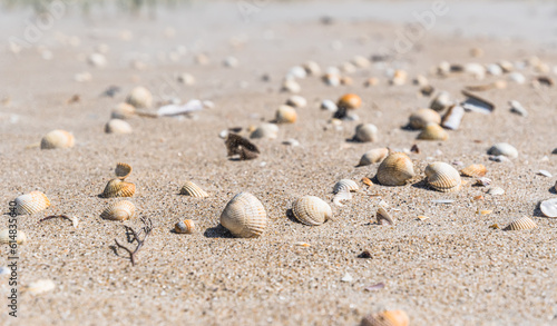 Mussel shells in the sand at a beach