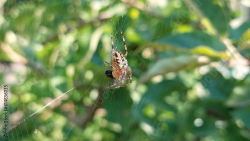 A spider on a web. A spider on a web caught an insect.