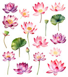 Set of Watercolor painting of a beautiful pink lotus flowers on a white background. Cut out PNG illustration on transparent background. AI Generative.