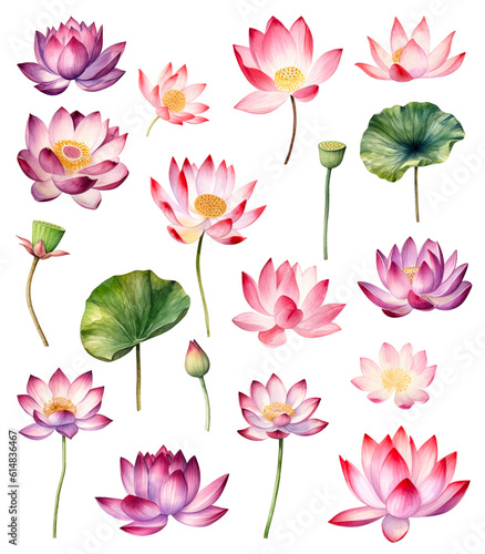 Set of Watercolor painting of a beautiful pink lotus flowers on a white background. Cut out PNG illustration on transparent background. AI Generative.