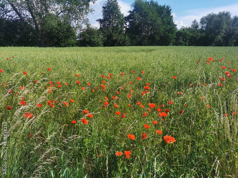 Poppies with red blossoms on a field
