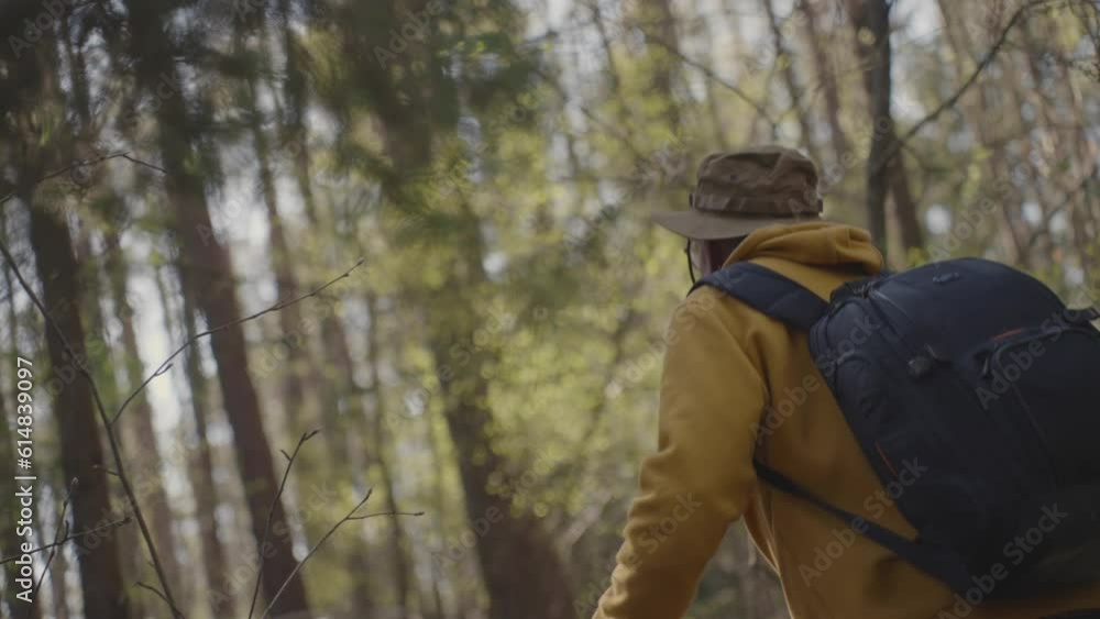 Tired old hiker with dark backpack walks on coniferous forest path moving away tree branches. Sunlight breaks through branches of forest grove Tired old hiker with dark backpack walks on coniferous forest path moving away tree branches. Sunlight breaks through branches of forest grove