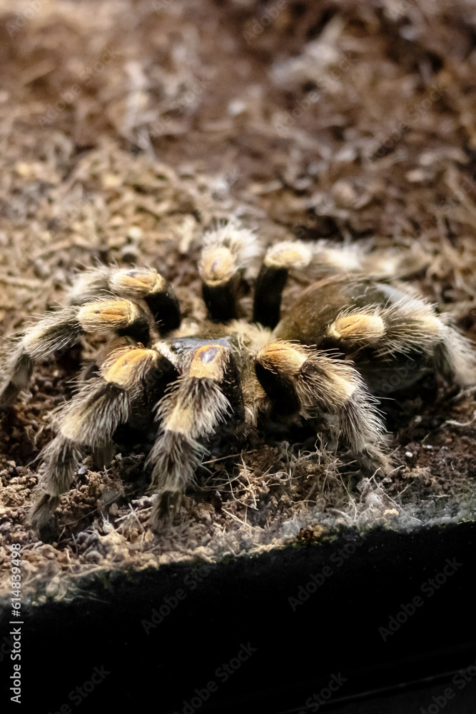Spider brachypelma auratum in a terrarium closeup Spider brachypelma auratum in a terrarium closeup